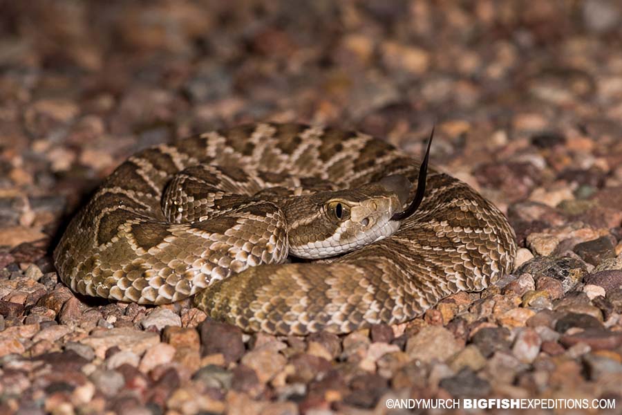 Rattlesnake Photography. Herping Arizona.