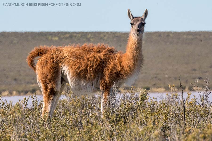 Guanaco on Peninsula Valdez.