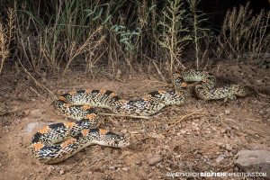 Long-nosed snake photography. Herping Arizona.