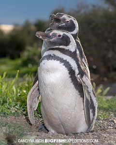 Magellanic penguins in Peninsula Valdez.