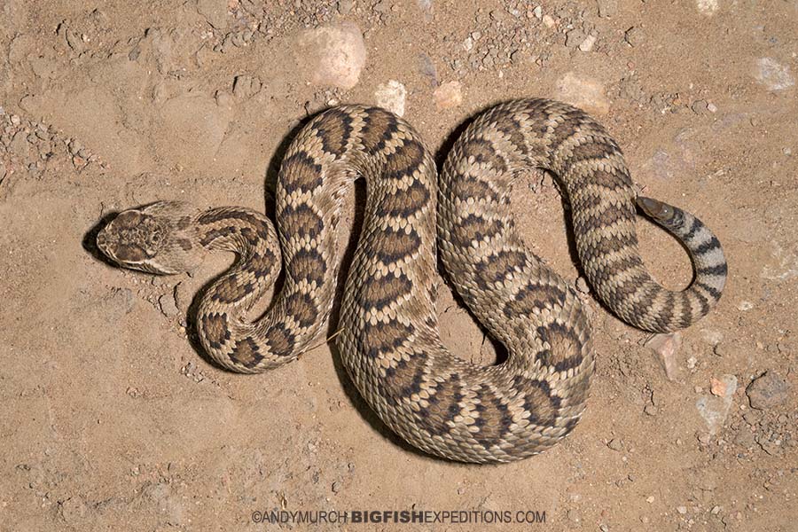 Mojave rattlesnake photography. Herping Arizona.