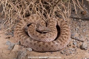 Night Snake. Herping Arizona.