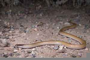 Plains black headed snake photography. Herping Arizona.