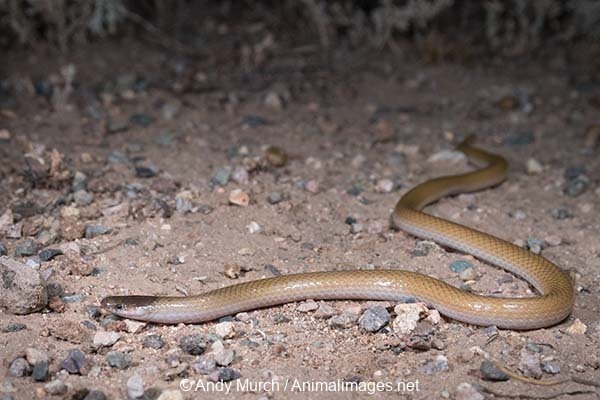 Plains black headed snake photography. Herping Arizona.