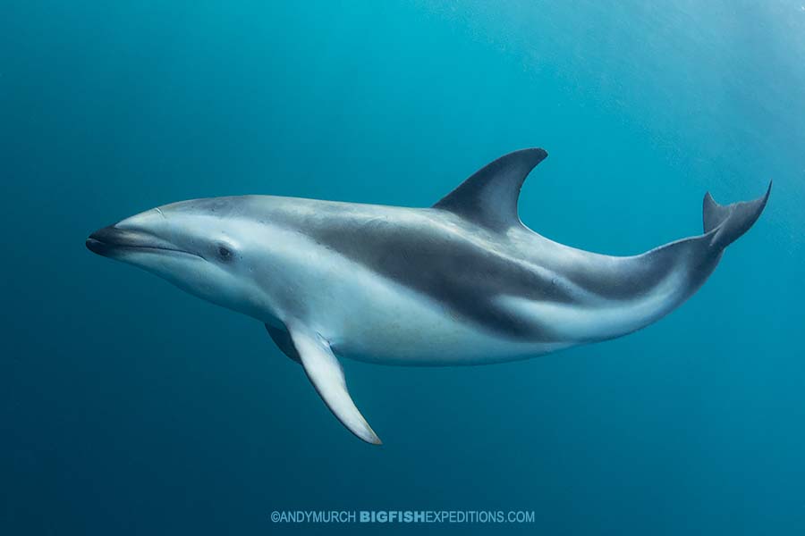 Dusky dolphin snorkeling and photography