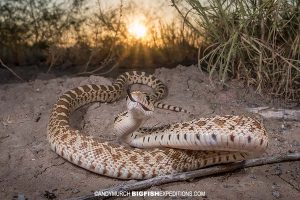 Snake photography