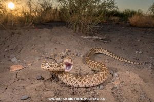 snake photography