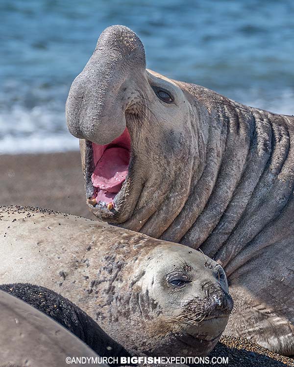 Southern elephant seal in Patagonia.