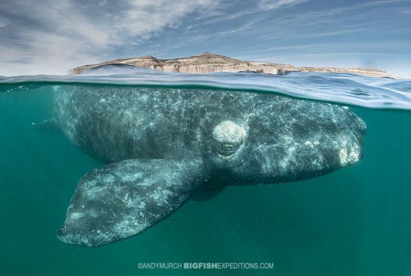 Southern right whale snorkeling photography