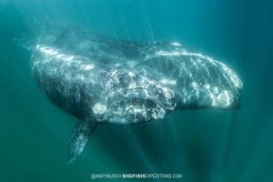 Southern Right Whale Photography and Snorkeling.