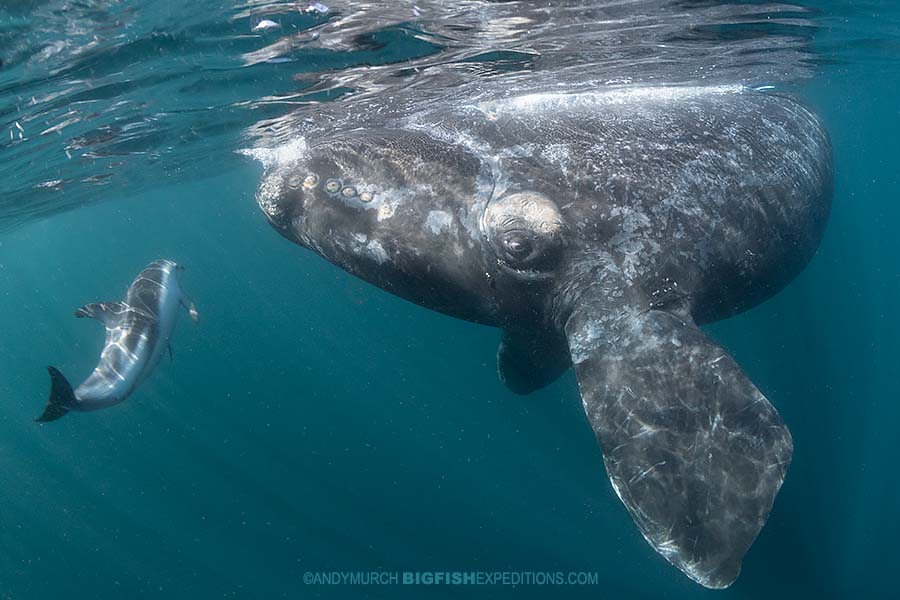 Southern Right Whale Photography and Snorkeling.