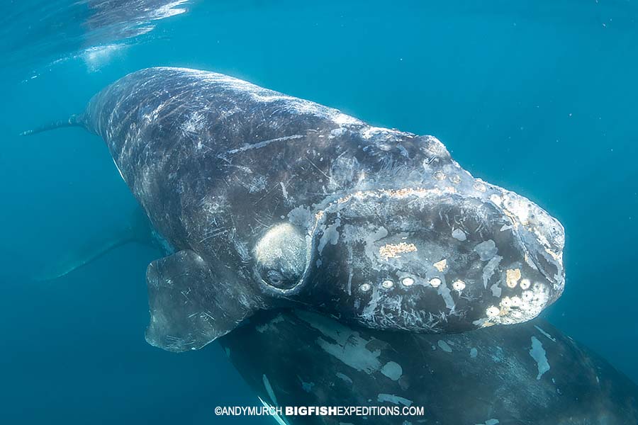 Southern right whale snorkeling.