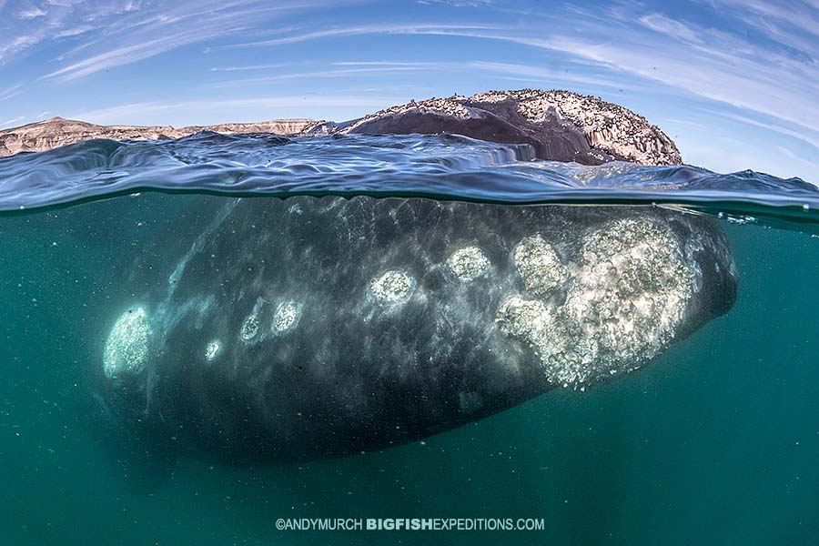 Southern Right Whale Photography and Snorkeling.