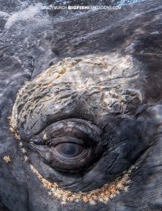 Southern Right whale eye close up.