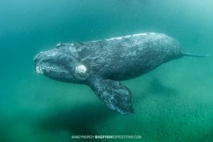 Southern Right Whale Photography and Snorkeling.
