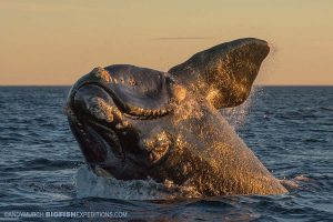 Southern right whales in Patagonia.