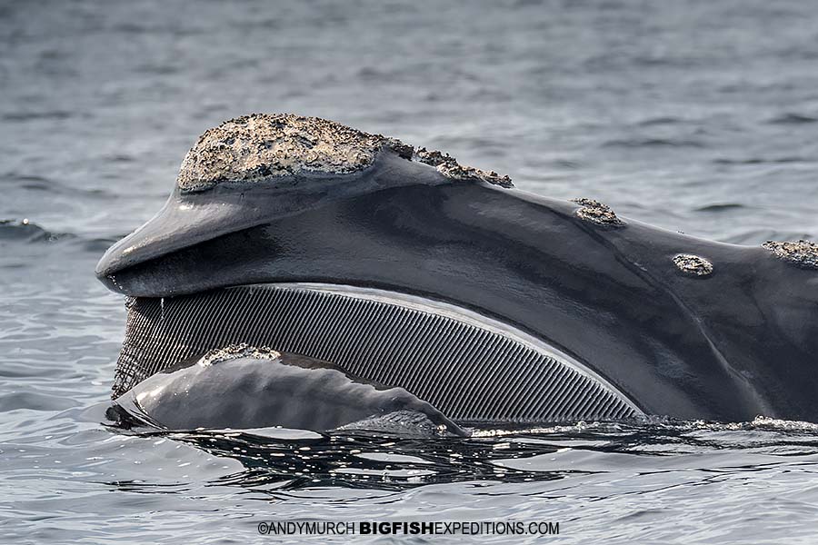 Southern Right Whale Photography Snorkeling