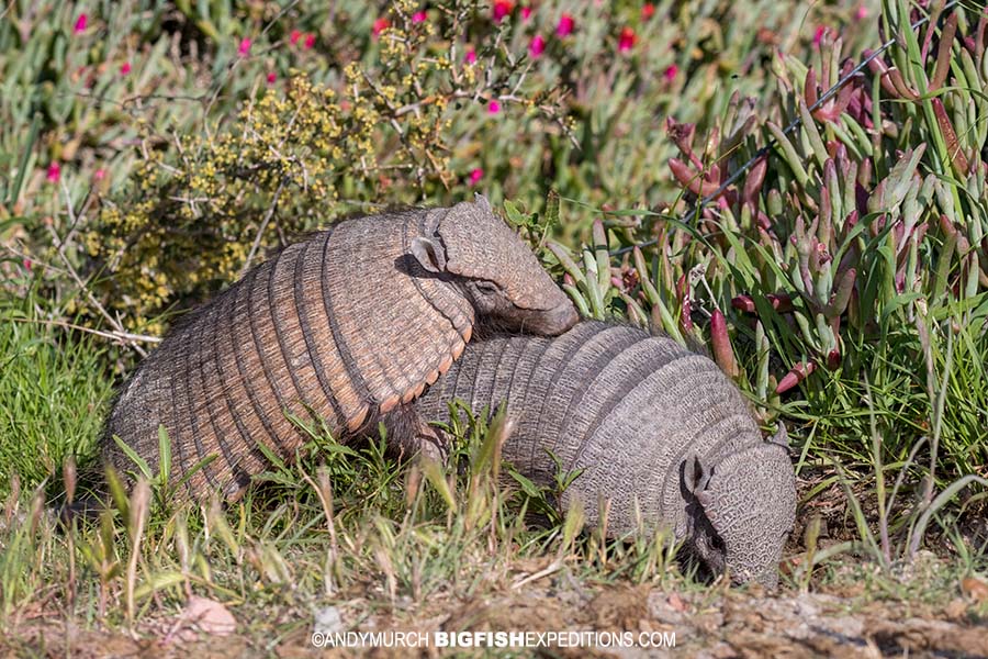 Hairy Armadillos mating in Patagonia.