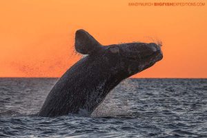 Breaching southern right whale in Patagonia.
