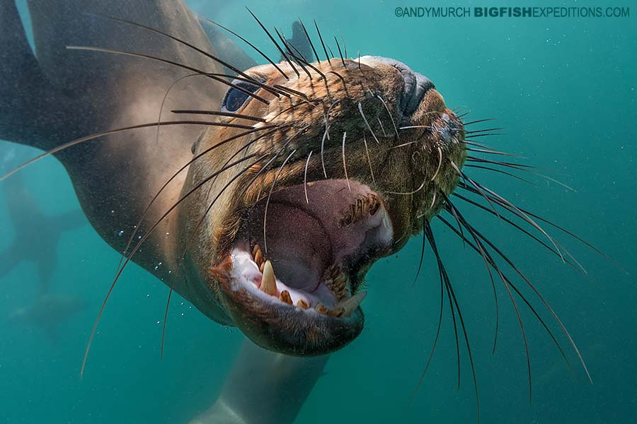 South American Sea Lion snorkeling.