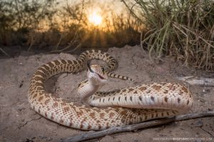 Snake Photography Expedition
