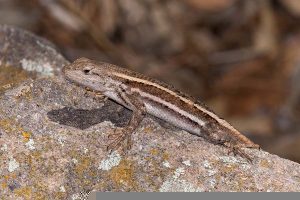 Striped plateau lizard. Herping Arizona.