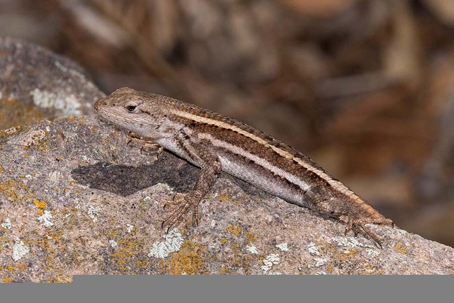 Striped plateau lizard. Herping Arizona.