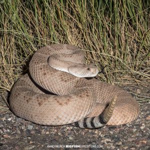 Western Diamondback Rattlesnake photography