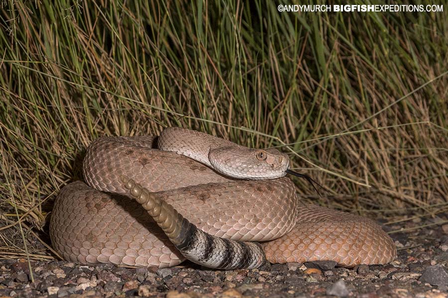 Western diamondback rattlesnake photography. Herping Arizona.