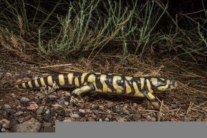 Western Tiger Salamander. Herping Arizona.