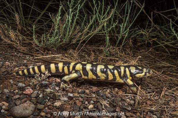 Western Tiger Salamander. Herping Arizona.