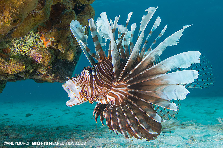 Spearfishing for invasive lionfish in Chinchorro.