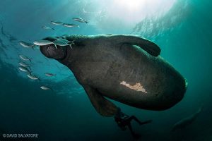 Scuba diving with a west indian manatee in Xcalak in Mexico.