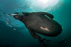 Scuba diving with a West Indian Manatee.