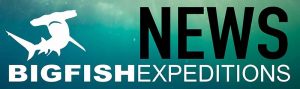 Big Fish Expeditions News