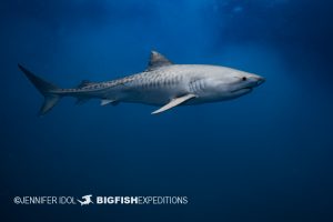 Tiger shark