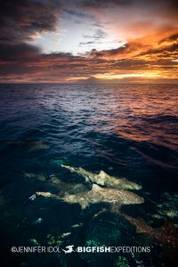 Lemon sharks at sunset