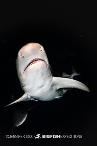 Lemon sharks at sunrise