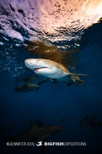 Lemon sharks at sunrise