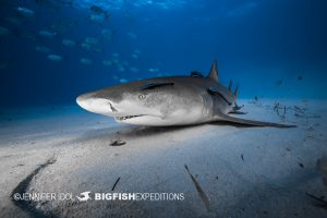 Lemon shark cleaning