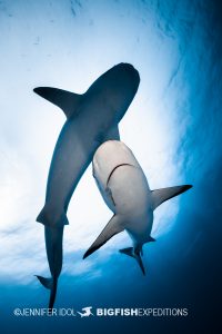 Reef Shark dives under tiger shark