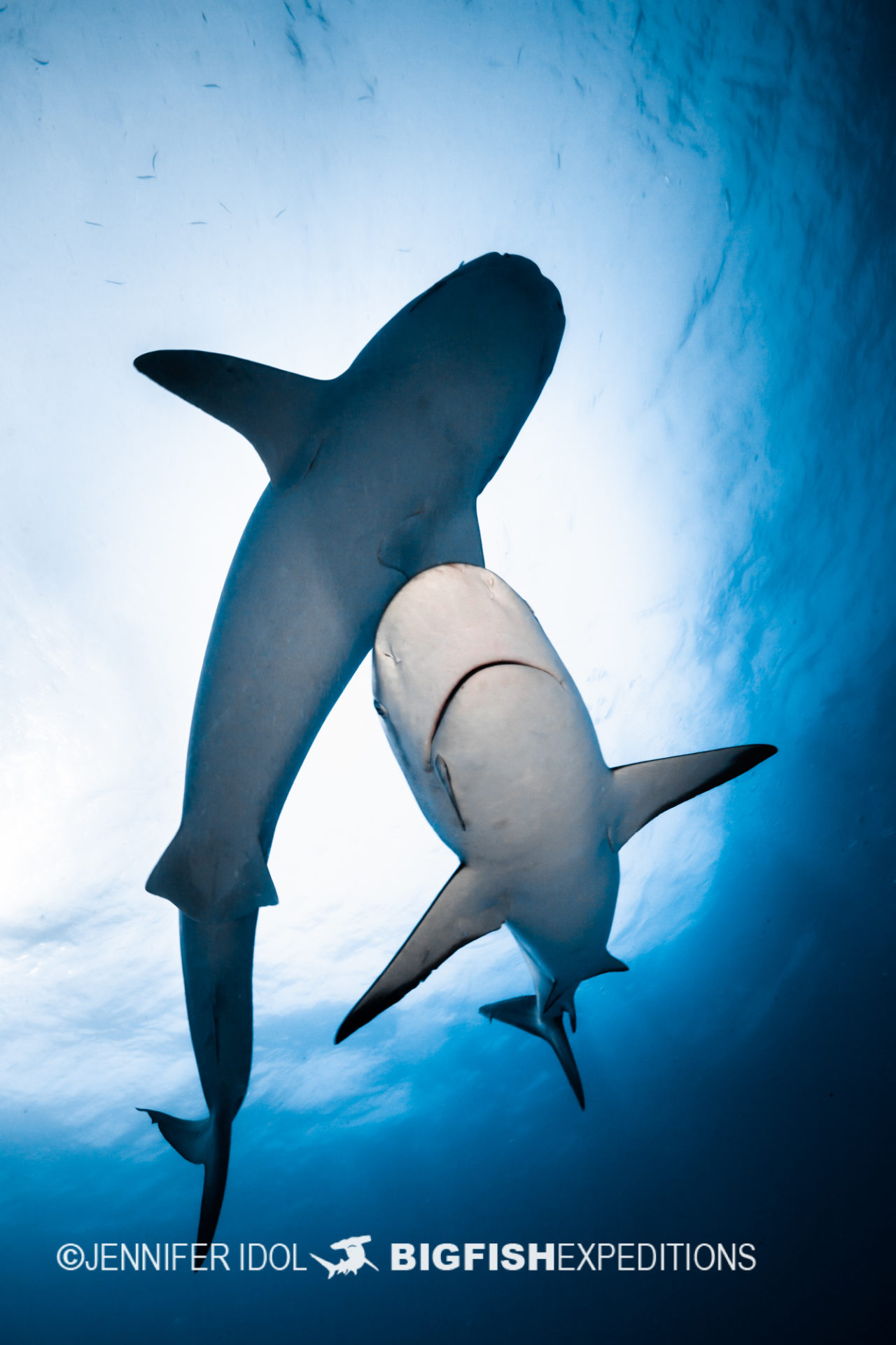 Reef Shark dives under tiger shark