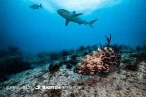 Reef sharks swim over reef