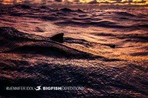 Lemon shark fins at sunset