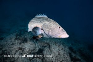 Grouper