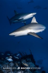 Reef sharks