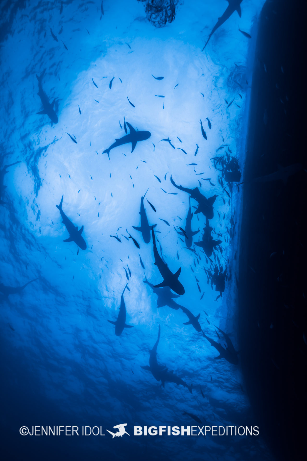 Reef and lemon sharks