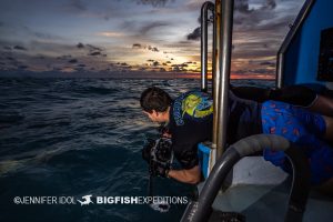 Shooting lemon sharks