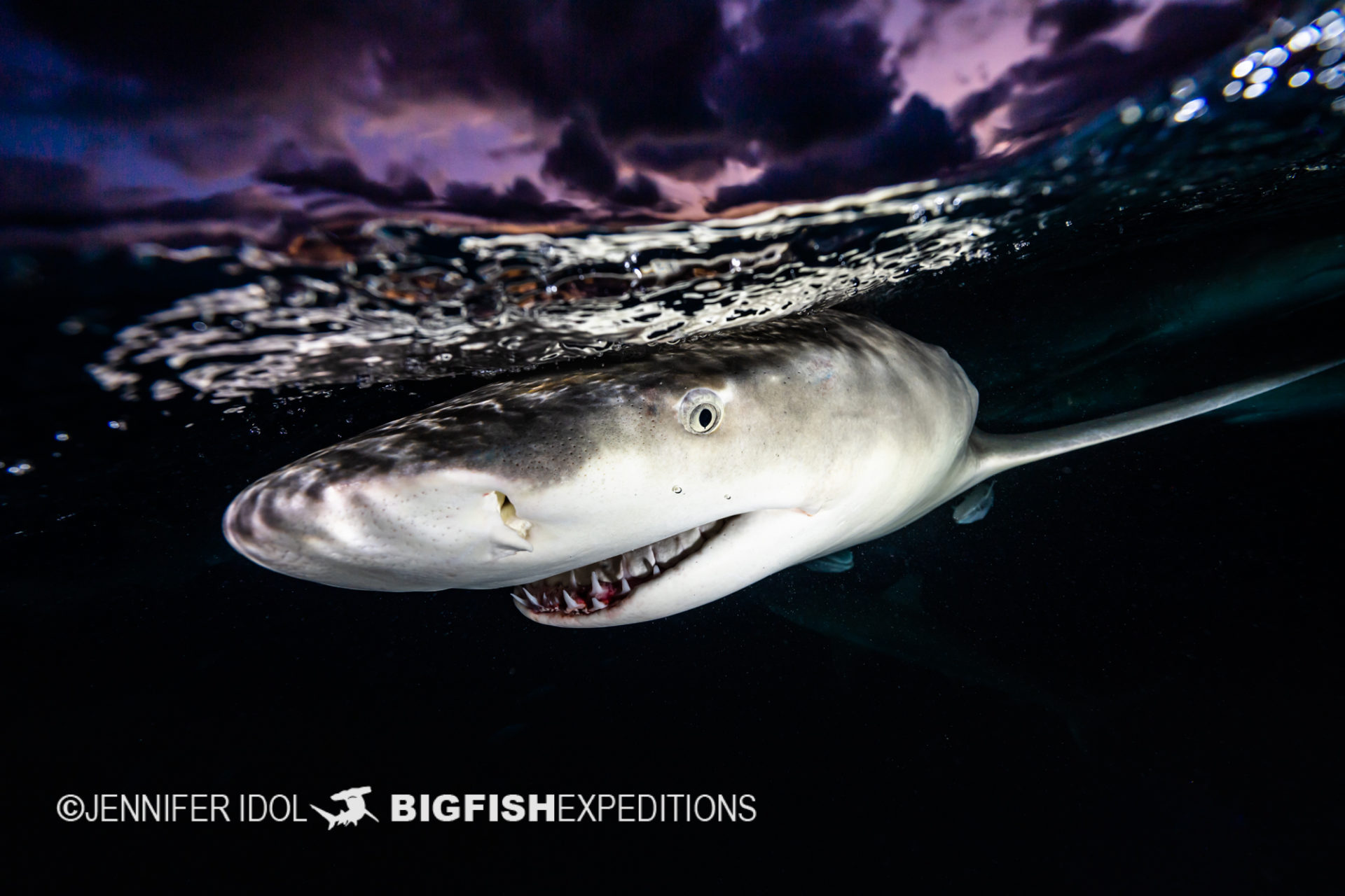 Lemon shark