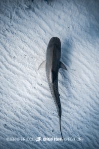 Tiger shark on sand
